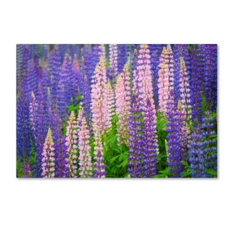 Cora Niele 'Lupine Flowers' Canvas Art,16x24